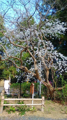 縁結びの寄生木２