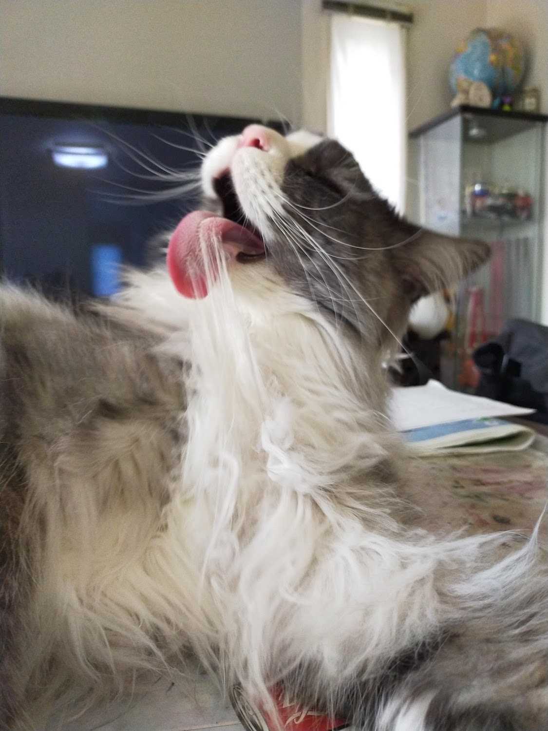 サマーカット 思案中 メインクーン マロ ルナ 正式名 麻呂 月光 成長記録 楽天ブログ