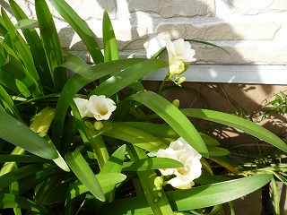 P1050303ss.jpg