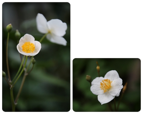 実家の庭-8 シラユキゲシ 16.4.25