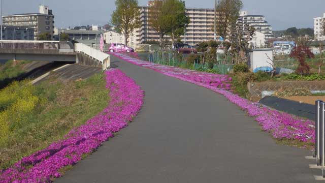 20160412芝桜4.jpg