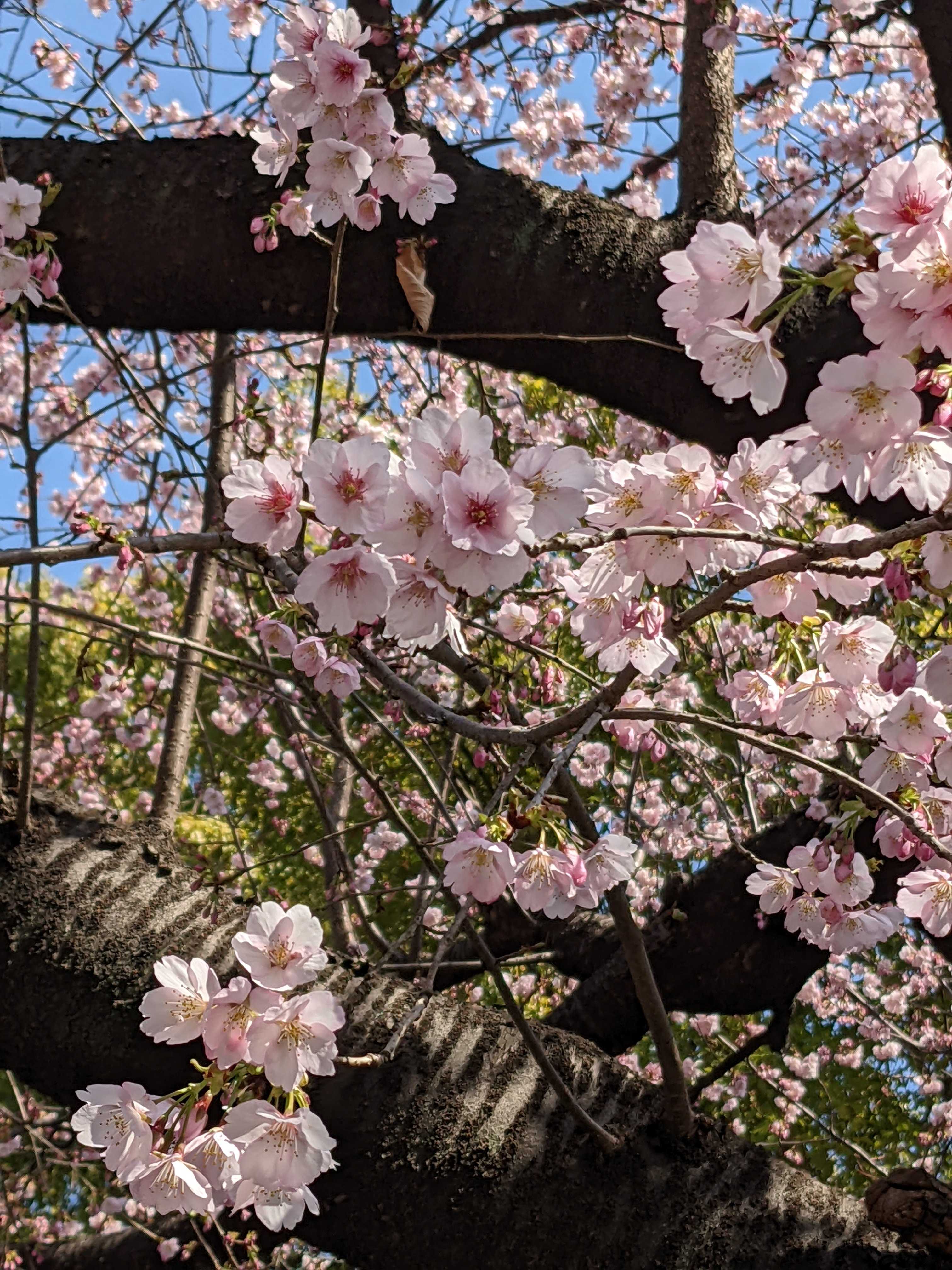 オオカンザクラ 大寒桜 Lyrique な部屋 楽天ブログ