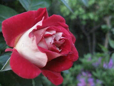 IMG_8606.JPG