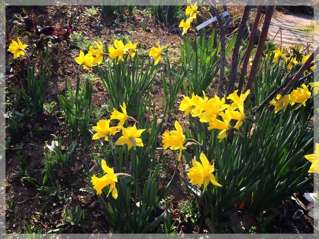 早春の横浜イングリッシュガーデン 末摘む花の雑記帳 楽天ブログ 早春の横浜イングリッシュガーデン 末摘む花の雑記帳 楽天ブログ