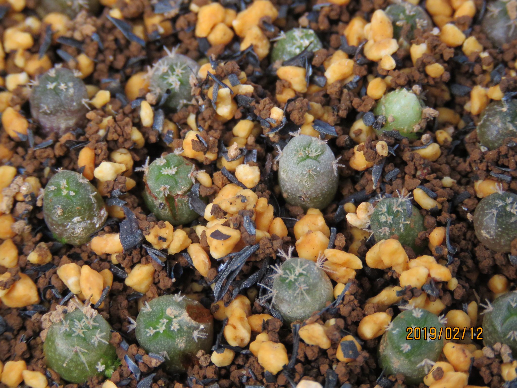 HANAMU（夢ちゃん） | 🌵🌸 #lophophoradecipiens