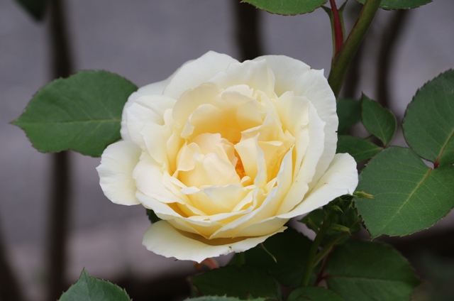 GX0A9319.jpg s.jpg