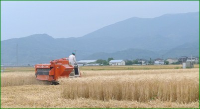 120524二条大麦の収穫