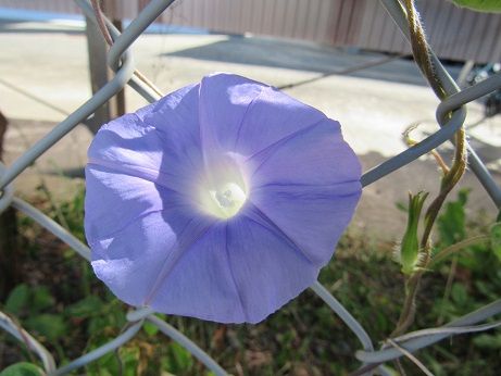 秋の花混声三部合唱 私の英語勉強 日記の英語 老いてこそ勉強 楽天ブログ