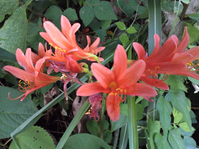 KIMG0014 (640x480).jpg