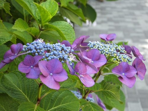 遊歩道の紫陽花