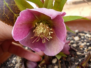 P1030089ss.jpg