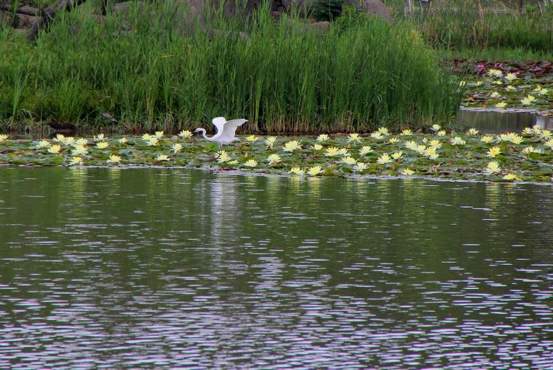 長居植物園_11-2.jpg