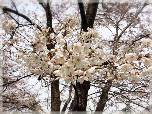 岡村公園の桜