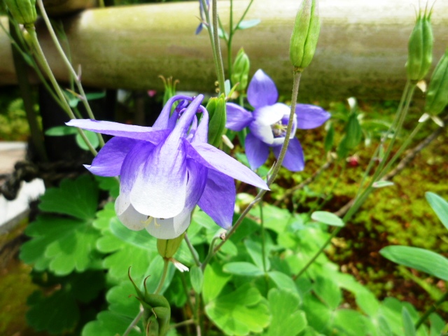 P1060332おだまき.JPG