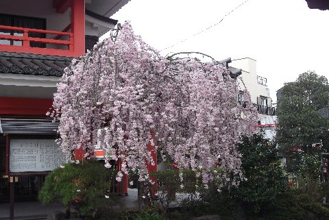 高幡不動枝垂桜.jpg