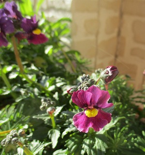 IMG_5659ss.jpg