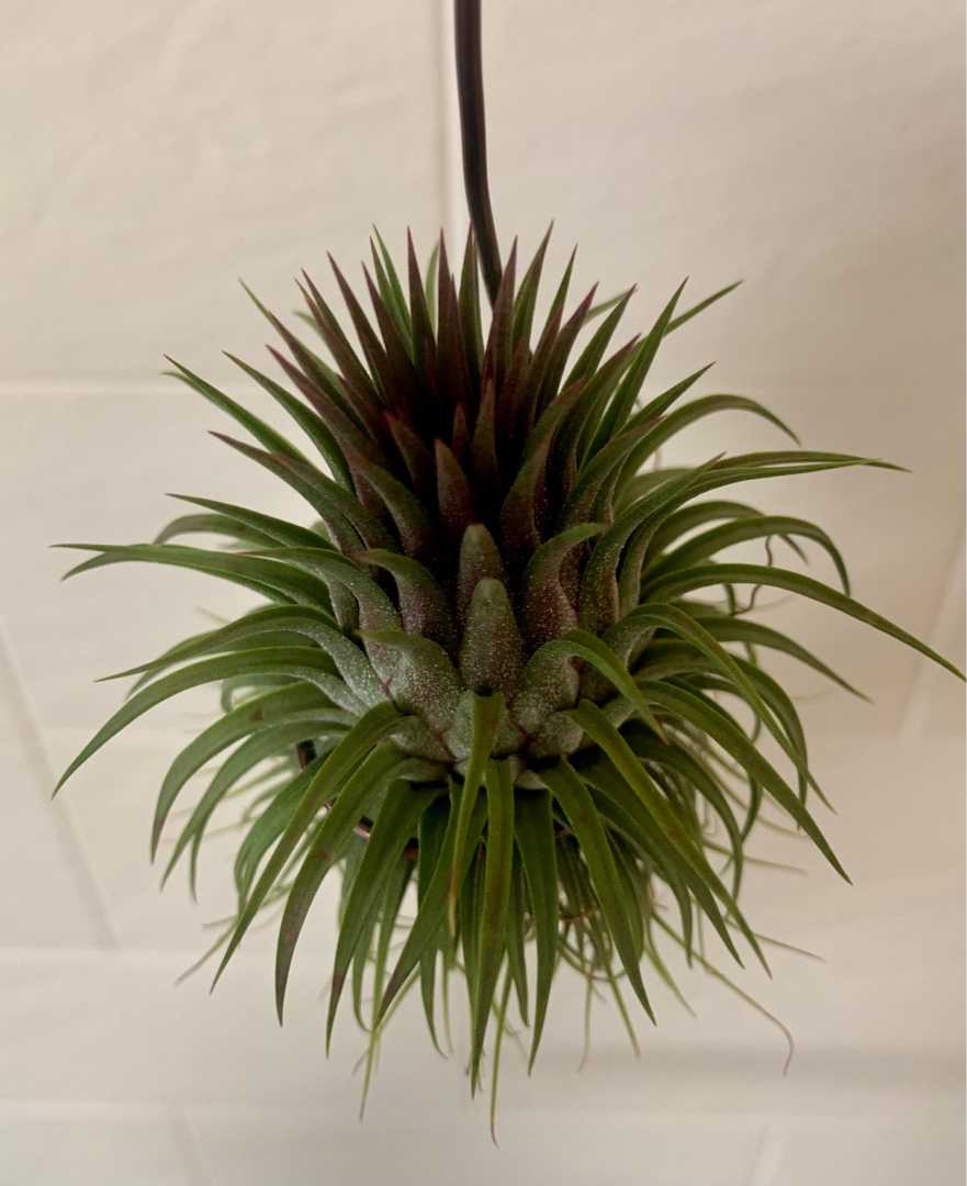 チランジア・イオナンタ・ストリクタ Tillandsia ionantha var
