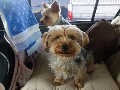 犬おでかけ 愛知県 の記事一覧 どらちゃん お出かけですよ 犬と旅行記 楽天ブログ