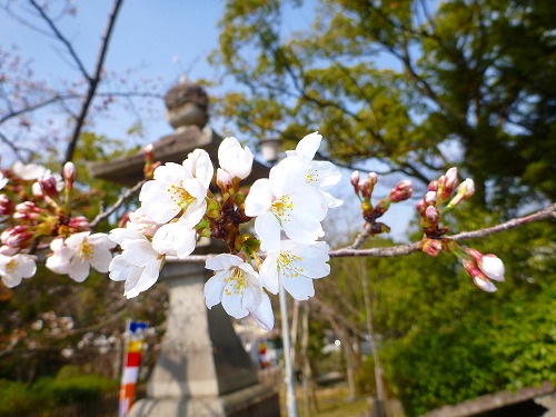 20130324大谷本廟の桜