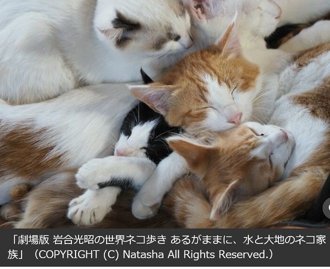 岩合光昭の世界ネコ歩き が再び映画化 可愛いに間に合わない ファッションと猫と通販な日々 楽天ブログ