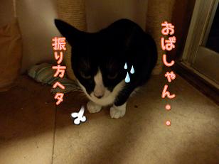 八子へた.JPG