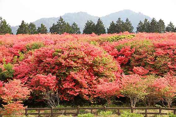 船窪つつじ公園-07