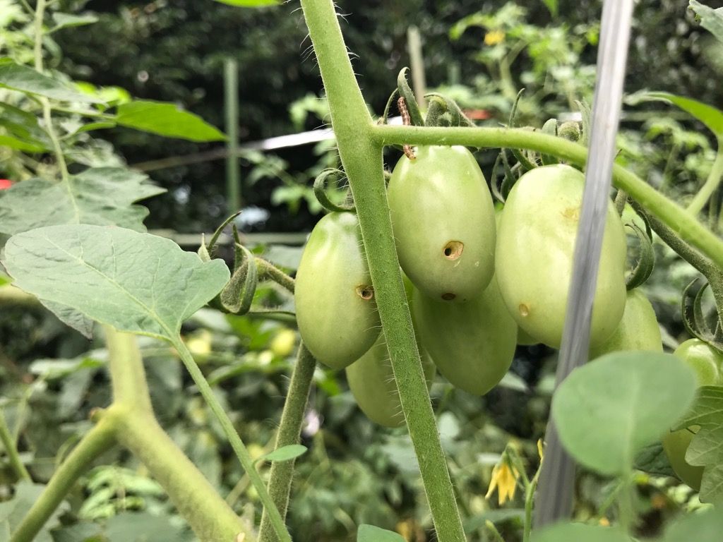 ゼンターリ顆粒水溶剤を使ってみました 虫の嫌いな方は見ないでくださいね 植木屋の三代目をやってます村野園のブログです 楽天ブログ