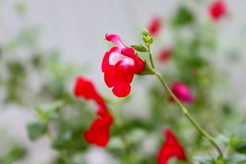 復活の開花 この花も おとっつぁん いろいろやっちょります 楽天ブログ