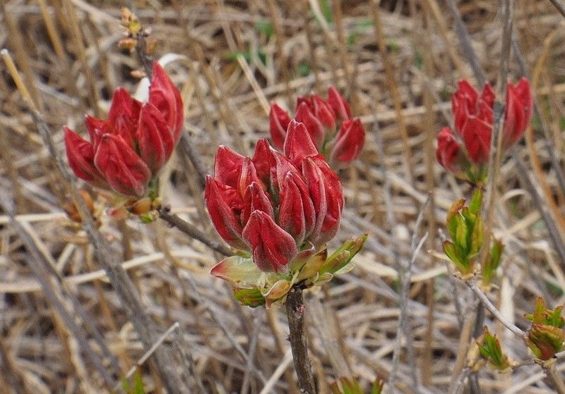 霧ヶ峰のレンゲツツジが一部開花 Sui Suwakoのブログ 楽天ブログ