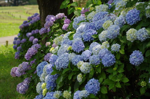 昭和記念公園の紫陽花