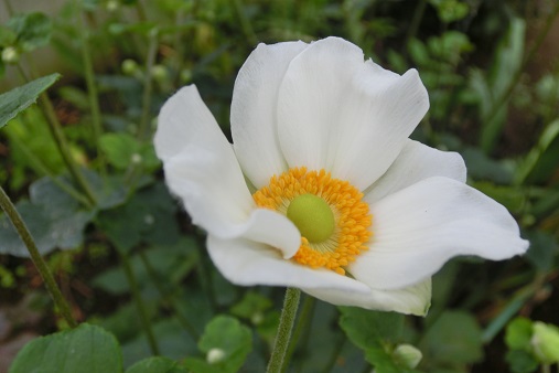 シュウメイギク