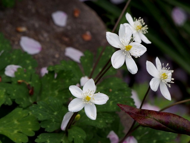 P4090301.jpg
