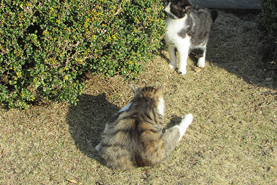 我が家のニャンコ♪2014/12/24-3