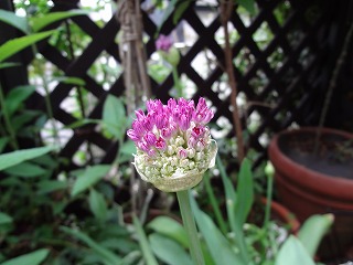 DSC00831.jpg