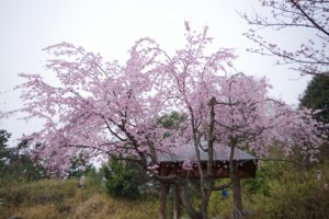130329しだれ