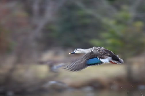 DSC_04761.jpg