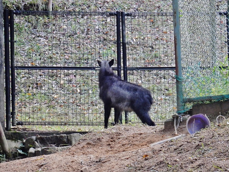 さつきちゃん5.JPG