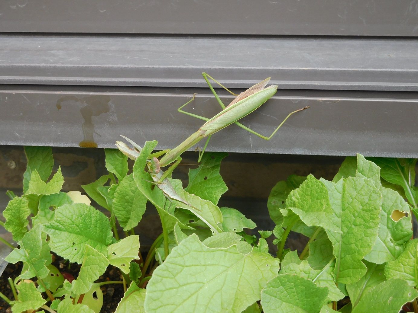 カマキリの卵と食事と ｔｅａ ｇａｒｄｅｎ ちょっとひとりごと 楽天ブログ