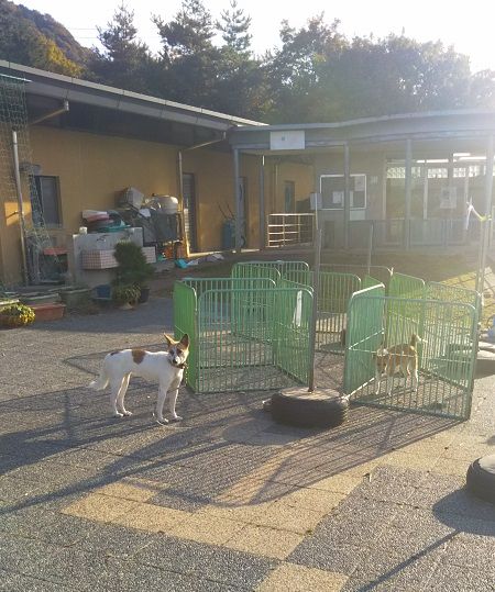 呉市 動物愛護センターの犬達 犬の里親募集中 犬たちのレストラン 楽天ブログ