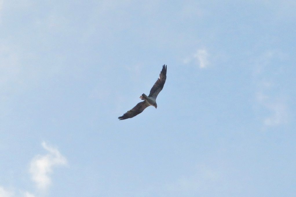 佐賀関へアジ釣りに行く アジ４０匹 鳥 港に来たミサゴ 大分金太郎の花鳥蝶月 楽天ブログ
