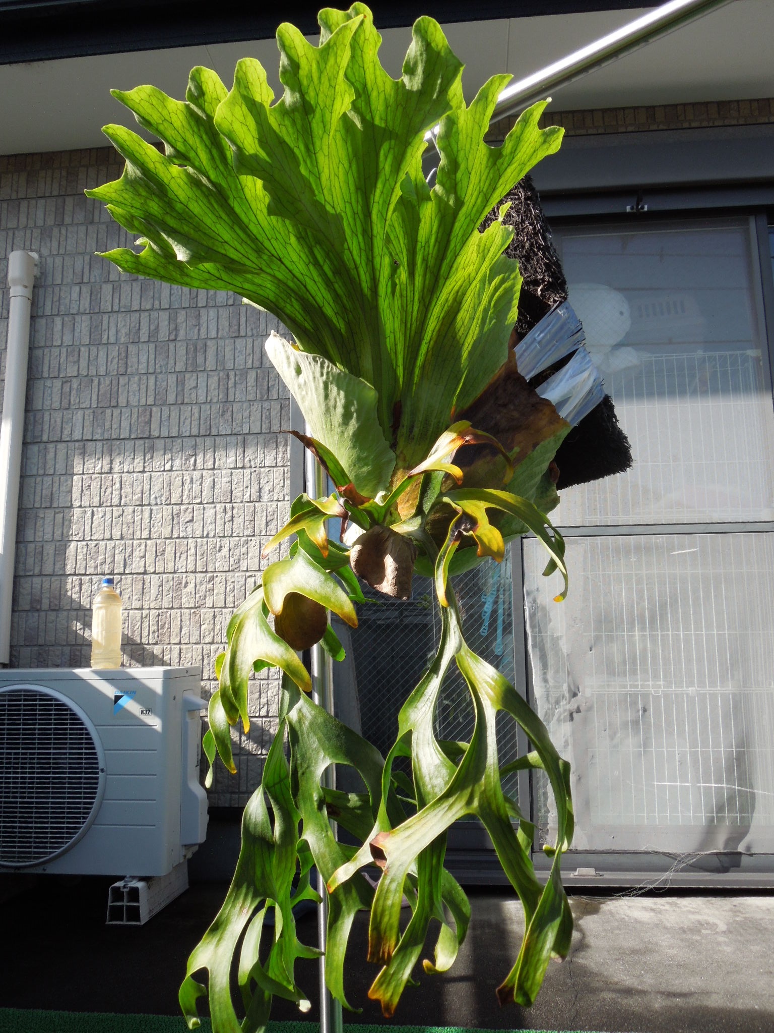 ビカクシダ コロナリウム ビカクシダ コロナリウム | GREEN LUCK