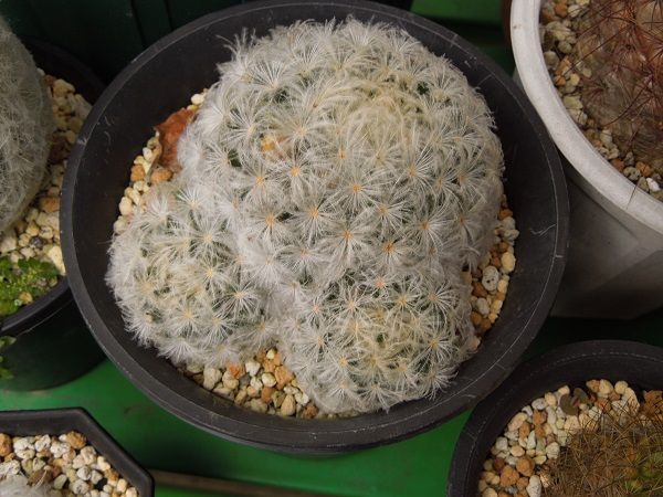 マミラリア　白星(6号鉢)【抜き苗で送ります】 Amazon.co.jp: マミラリア 白星 Mammillaria plumosa 実生 群生