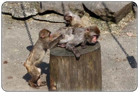 森林公園-22 サル-3 13.3.24