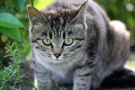 我が家のニャンコ♪2014/05/28-3