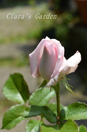 DSC_0007.JPG