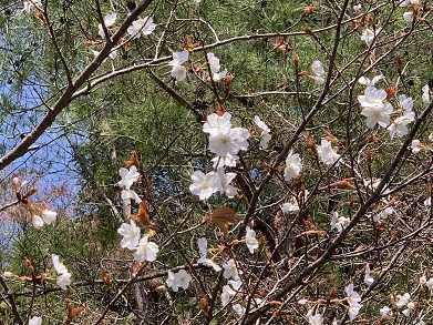 小岱山登山からの花見！ | 酔いどれ日記（夢に向かって） - 楽天ブログ