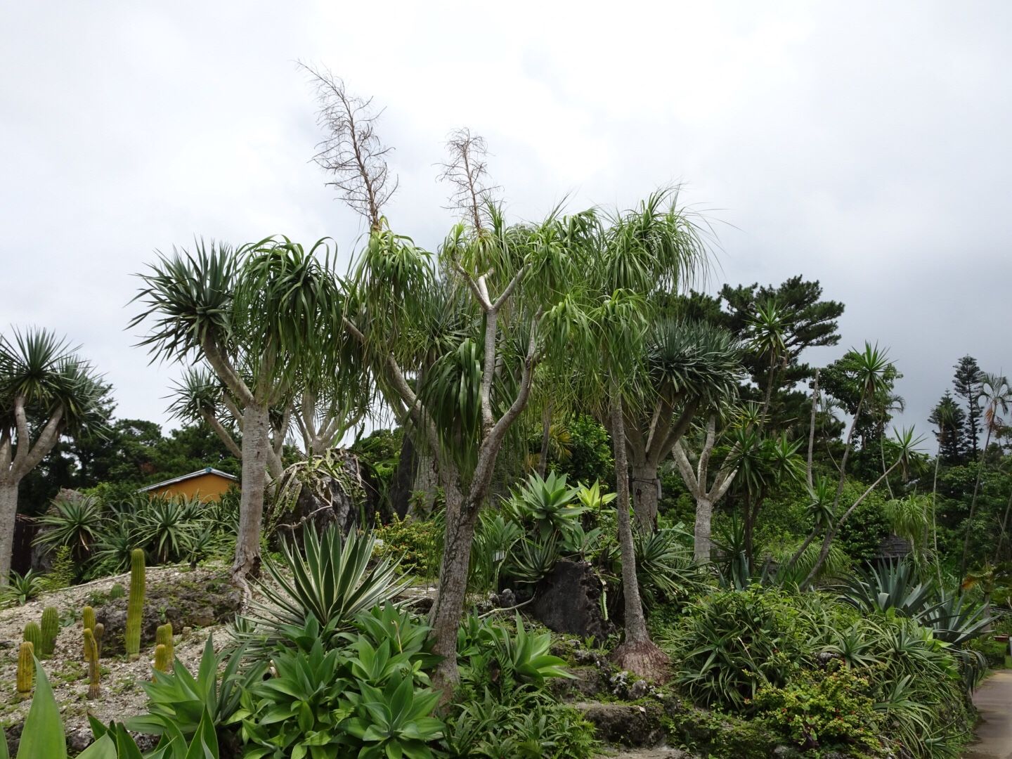 植物園巡り 庭ぐらし 楽天ブログ