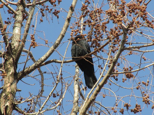 カラスなの