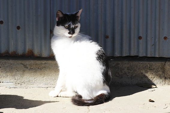 我が家のニャンコ♪2015/1/31-3