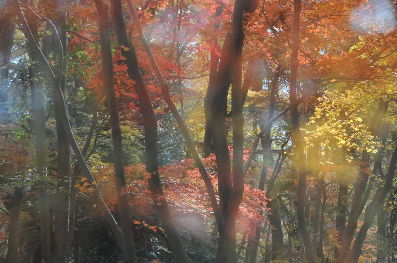 醍醐山と下部（しもべ）温泉